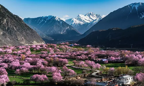 Nyingchi peach blossom