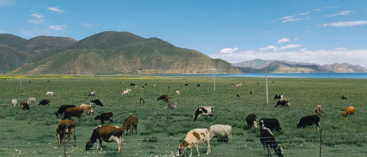 On the way from Yamdroktso to Shigatse