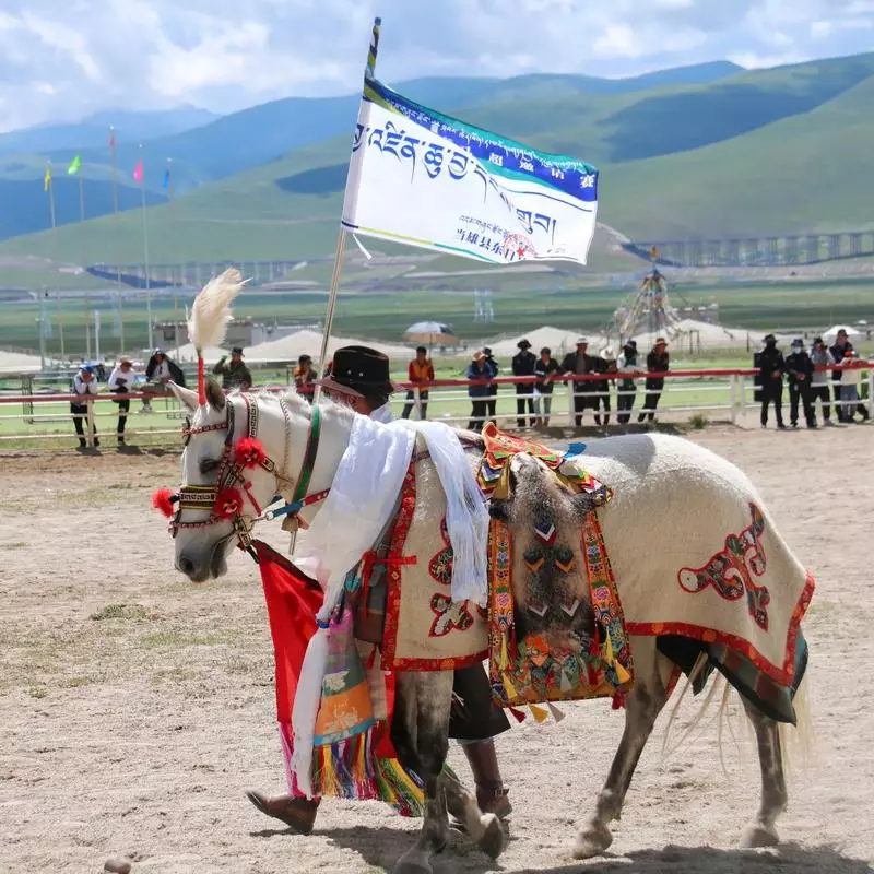 Racing Horse in Damxung