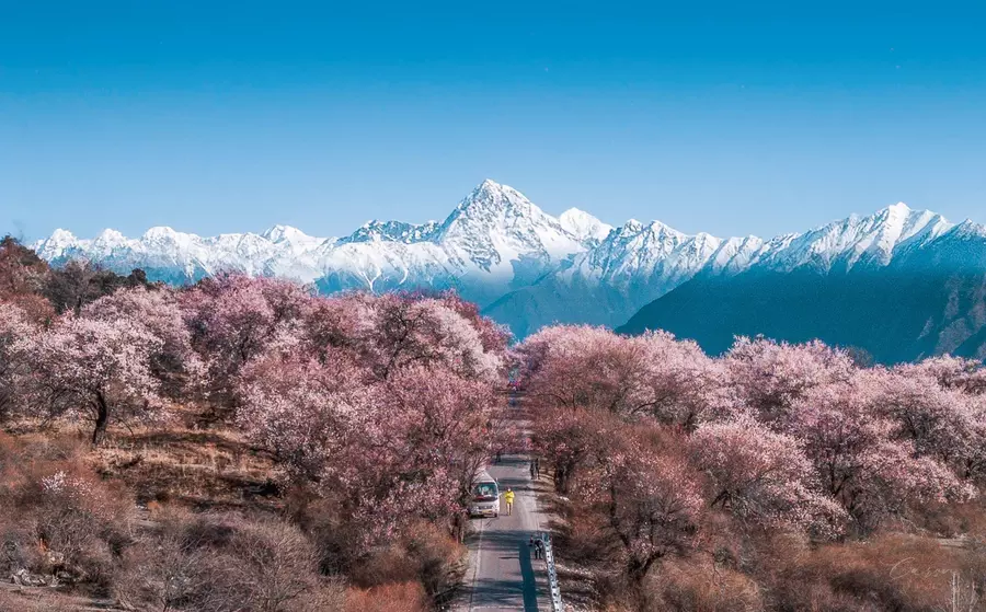 Lulang Forests in Summer. Nyingchi in spring