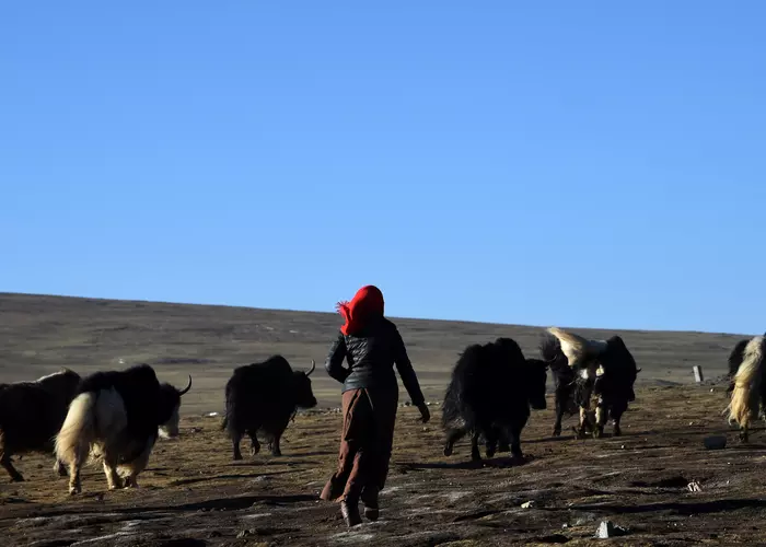 a Tibetan nomad and yaks