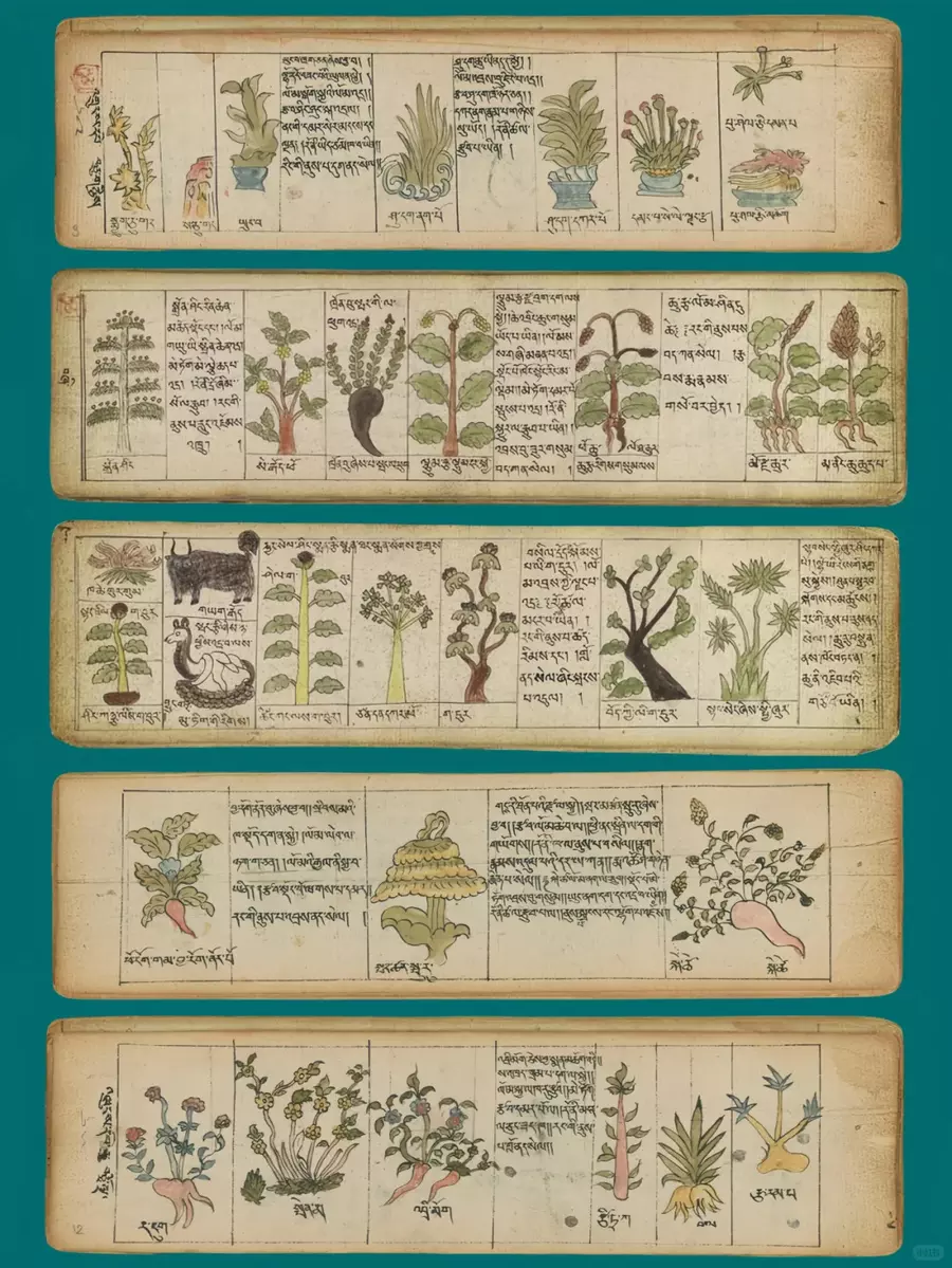 Manuscript of Tibetan Medicinal Plants