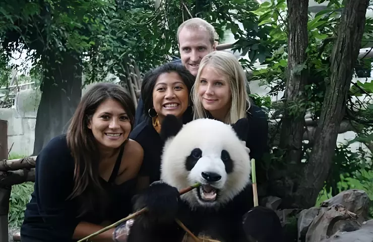 see panda in chengdu