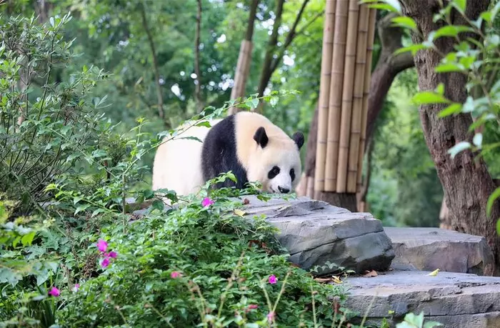 No.1 Panda Villa to see Hua Hua