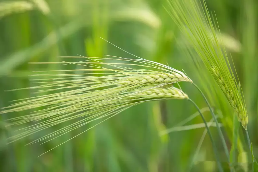 highland barley