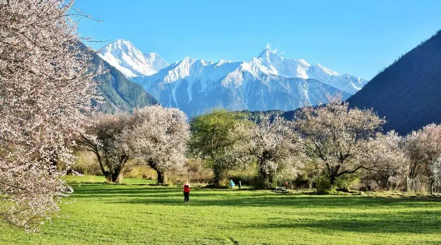 Nyingchi in Spring