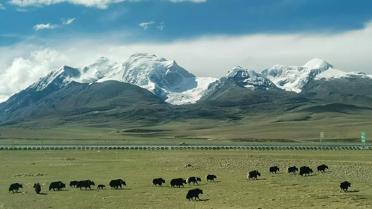 Kolej Qinghai-Tybet