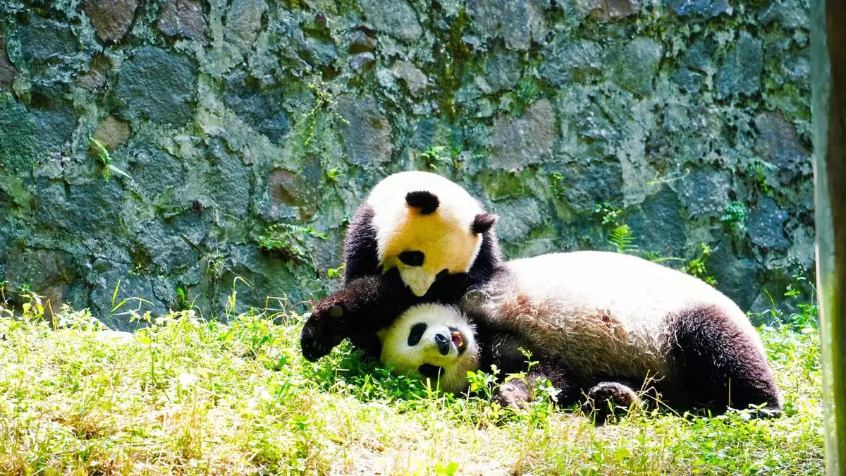 Dujiangyan Panda Base