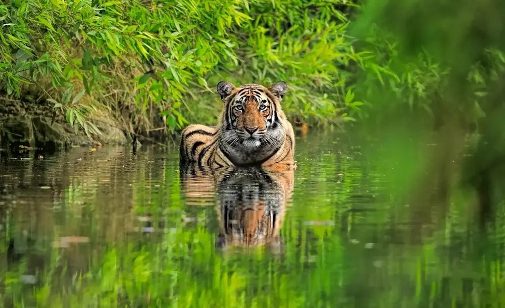 Bengal Tiger